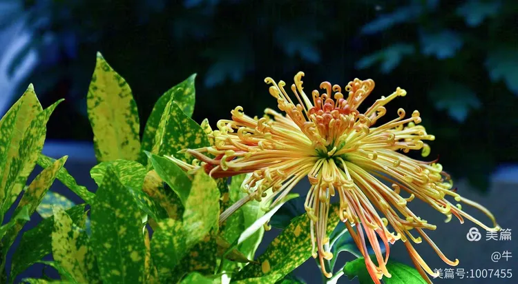 武汉绿植花卉批发公司有哪些