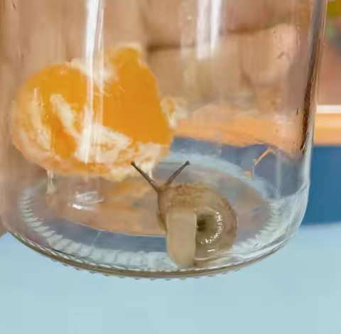 蜗牛🐌喂橘子 🍊