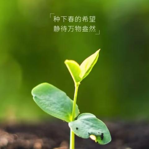 植一抹绿色，溢一片春光——沙田小学植树节活动