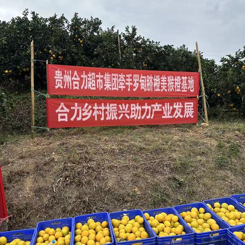 贵州合力罗甸脐橙基地考察报告