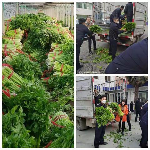 民盟高陵支部开展助农帮销活动