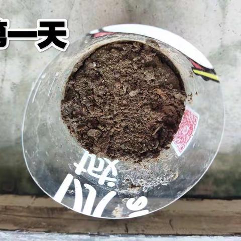 【附中学子这样过暑假】培育植物南瓜一忻州师院附中初336班张梓玥。2022年暑假实践活动小记