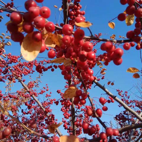 月影朦胧的美篇