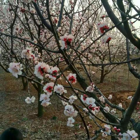 🌸春暖花开🌸