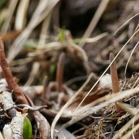 ཐེངས་དང་པོའི་པར་ལེན་གྱི་ལག་རྩལ།།རང་བྱུང་ཡུལ་ལྗོངས་ཀྱི་མཛེས་ལ