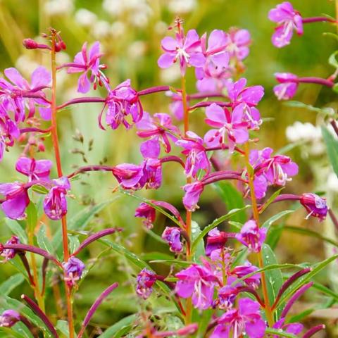 རང་བྱུང་མེ་ཏོག