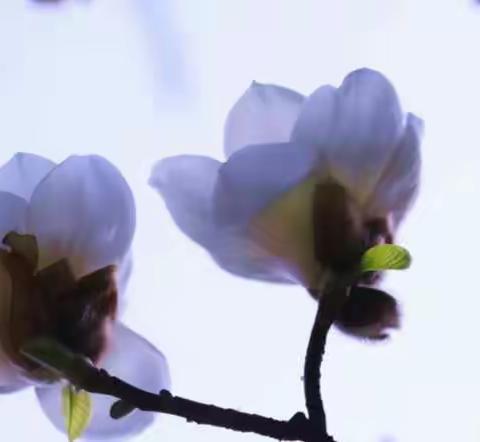 白求恩国际和平医院摄影家美丽和平家园作品（苏琴、张旭东作品）