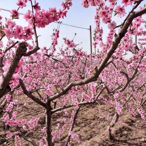 杨和寺感悟桃花怒放
