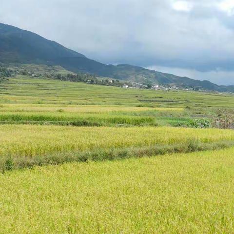 秋天的田野