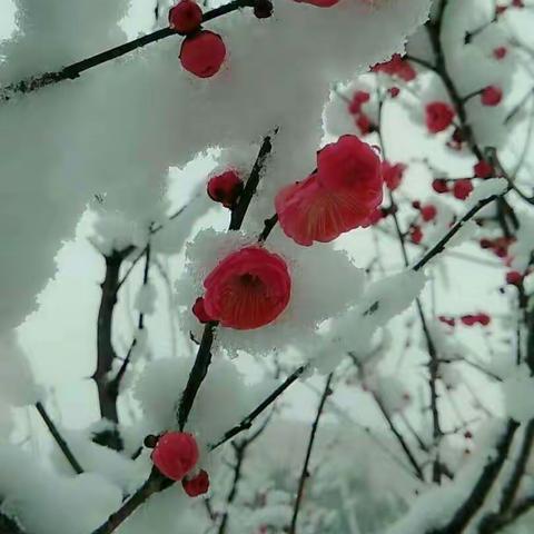 雪景美如画