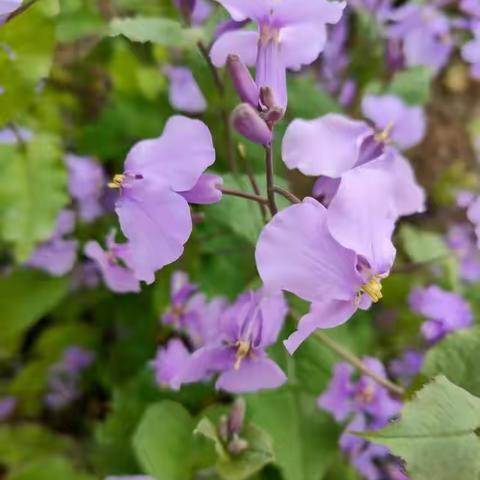 留住春天的脚步