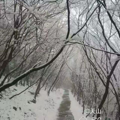 春天的雪