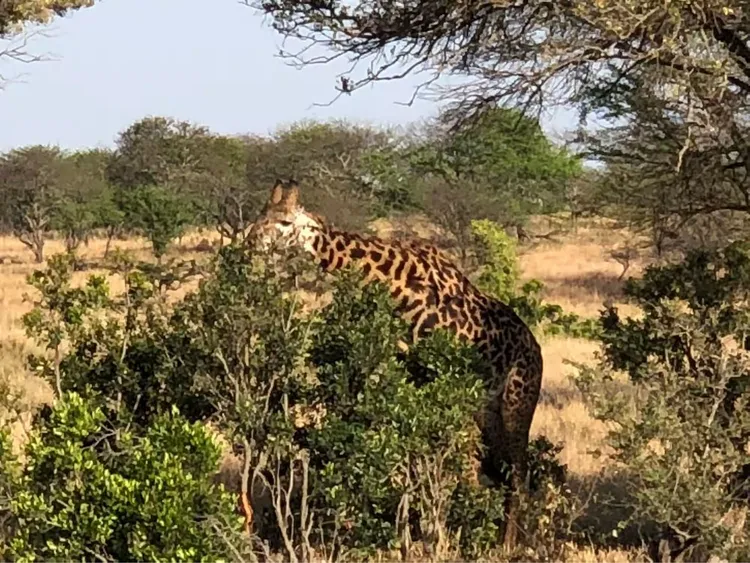 safari东非莽原（3）一塞伦盖蒂
