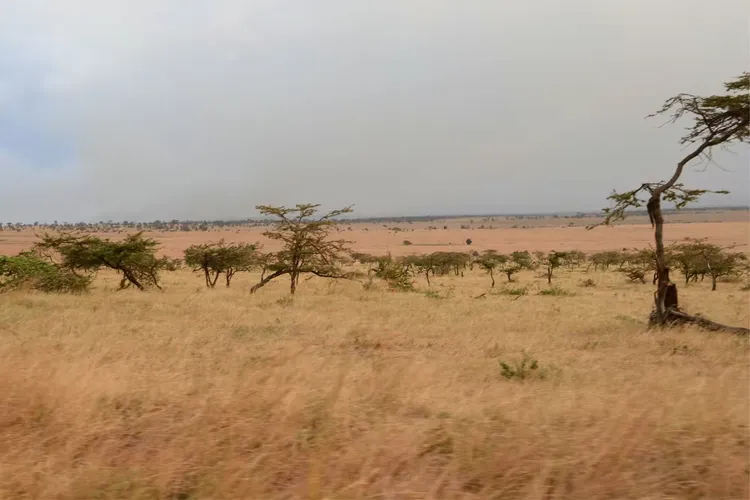 safari东非莽原（3）一塞伦盖蒂