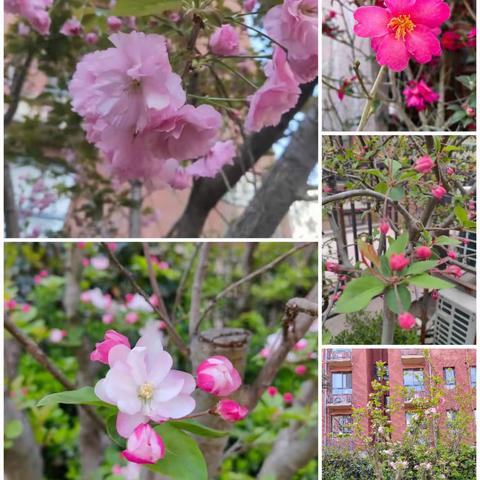 最美人间四月天  物业服务不停歇