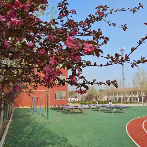 赏一树春之繁花，吟几首春之诗词——高墙小学的春景春音