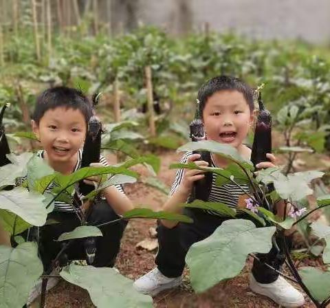 一分耕耘  一分收获——记杨山小学劳动实践