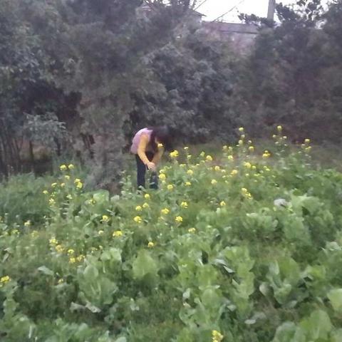 春天在晨曦中队罗雅丽探寻的身影中