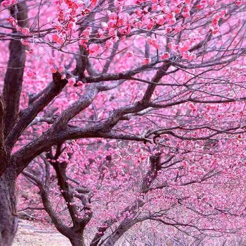 桃花开 樱花开