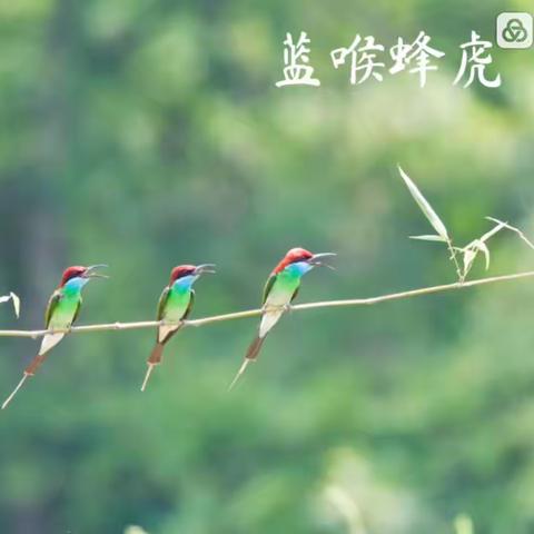 蓝喉蜂虎