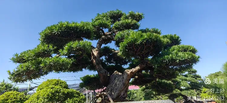 罗汉松树贵不贵