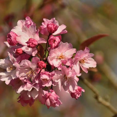 百花图（垂丝海棠）