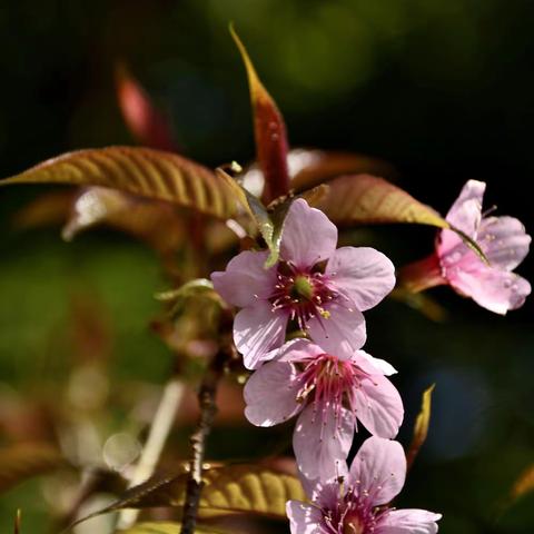 百花图（冬樱花）