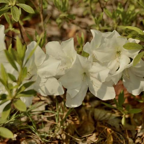 百花图（杜鹃花）