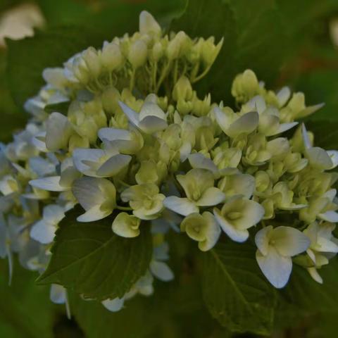 百花园（八仙花）