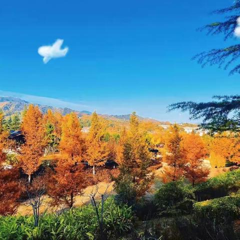 “疫情当前守初心，线上教学展风采”——亓岭小学线上教学美篇