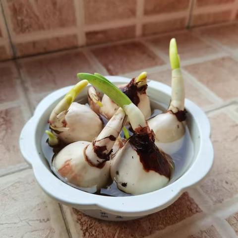 C2208 石盛佳 寒假生物实践作业