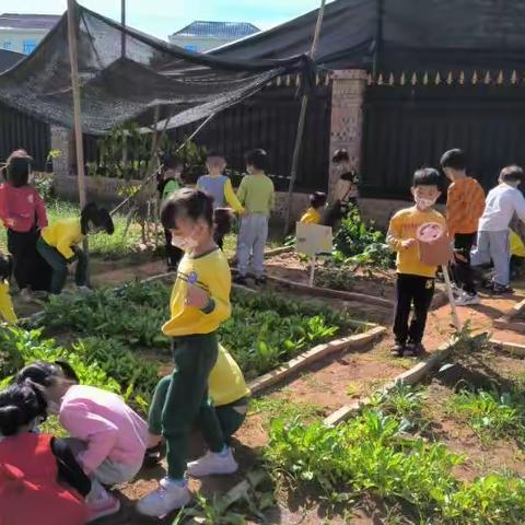 绘本开启幼儿种植之旅——我和花生“旅程”之收获篇