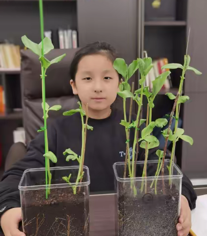 聚焦作业提兴趣，玩转实验趣味强——二七区汝河路小学三年级寒假科学特色作业展