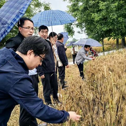武功县金融办实地查看小麦受损情况并研究部署小麦保险理赔工作