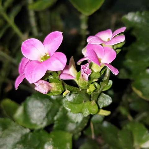 我在黑夜倾听你的声音