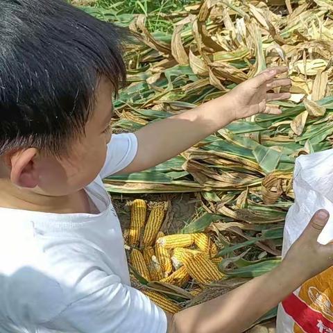 【肥乡区大寺上镇中心校大西韩小学】快乐劳动   幸福成长