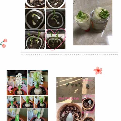 种下一抹绿，收获一片春——三(4)中队绿植养护