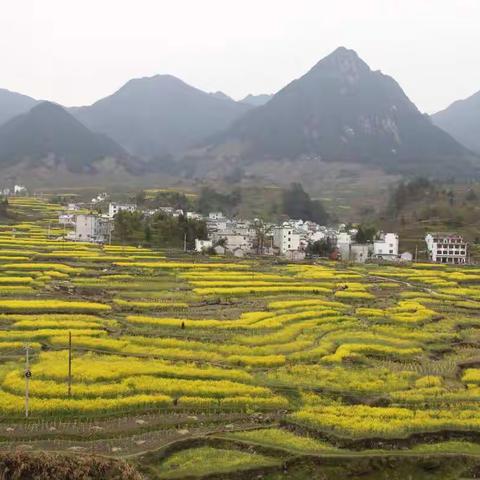 我和春天有个约会——家朋油菜花 许你一世金色花海