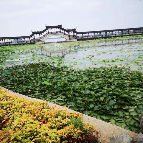 休闲的周末——绵溪、甪直、平江路、枫泾、图影湿地