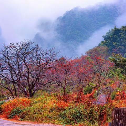 雾里看山 山更美