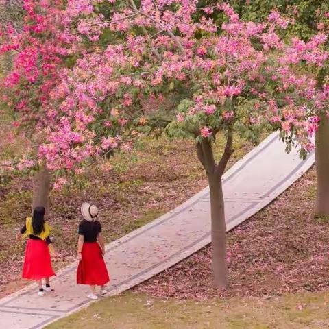 美丽异木棉 花开飘满城