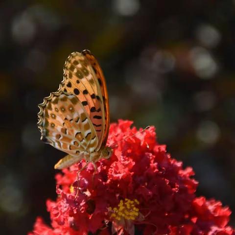 云岭仙鹤(生话篇)的美篇（副本）