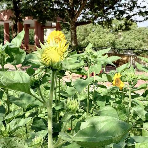 花开半夏在暘坑