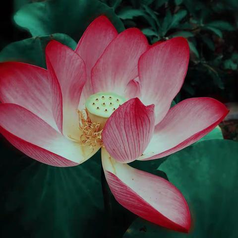 花语