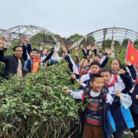 鹤鸣山小学五（3）班采茶记