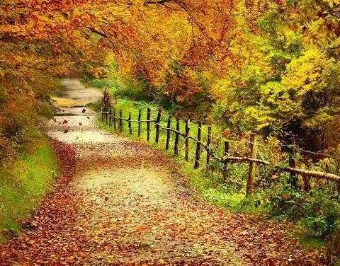 巧手作画，创意无限——实验小学一（10）树叶画展