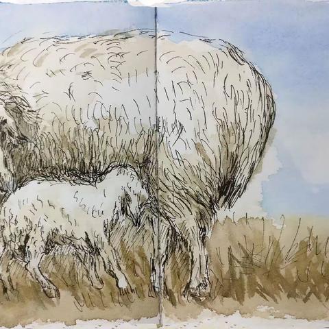 草原情之十：可爱的山羊、绵羊