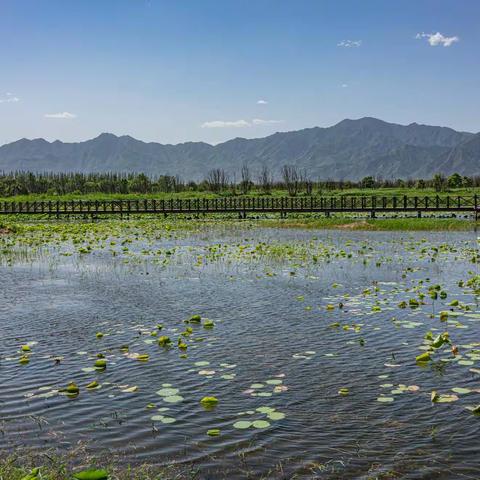 延庆野鸭湖