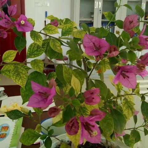 俺办公室里盛开的鲜花
