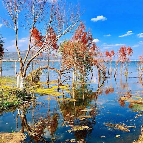 《星云湖畔春意浓》                        摄影：徐贵春     二零二零年二月一日